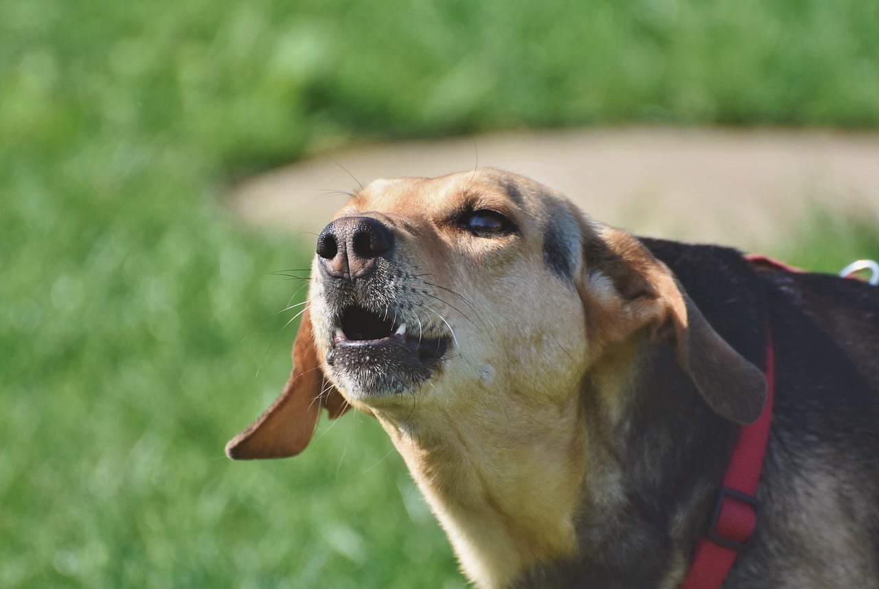 Est-ce que les colliers anti-aboiements pour petits chiens sont efficaces ?
