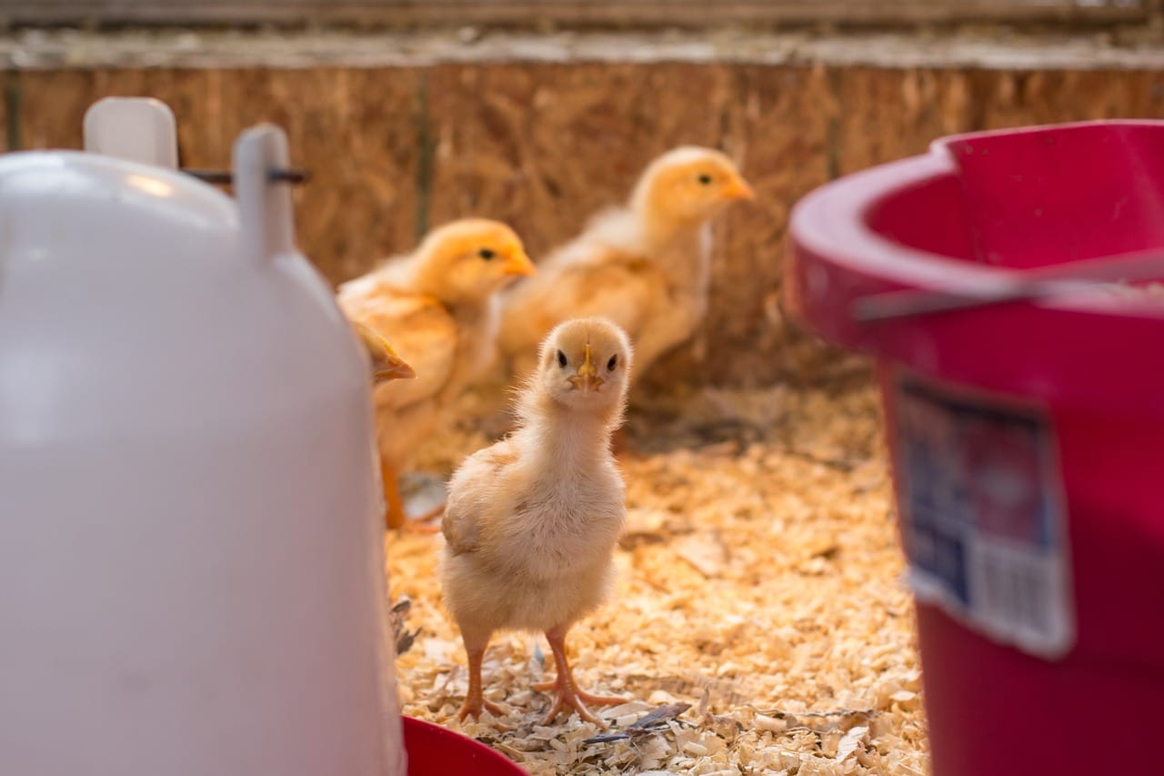 Meilleures couveuses pour oeufs de poule : Découvrez les meilleures options pour incubation